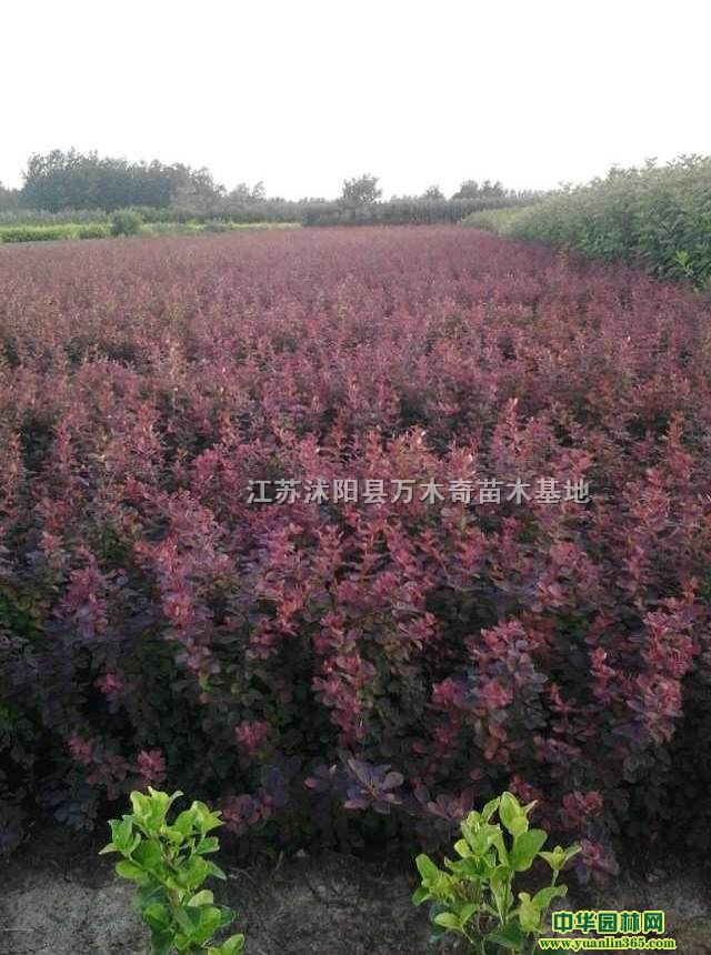 t~С硢t~С򡢼t~С2-15֦