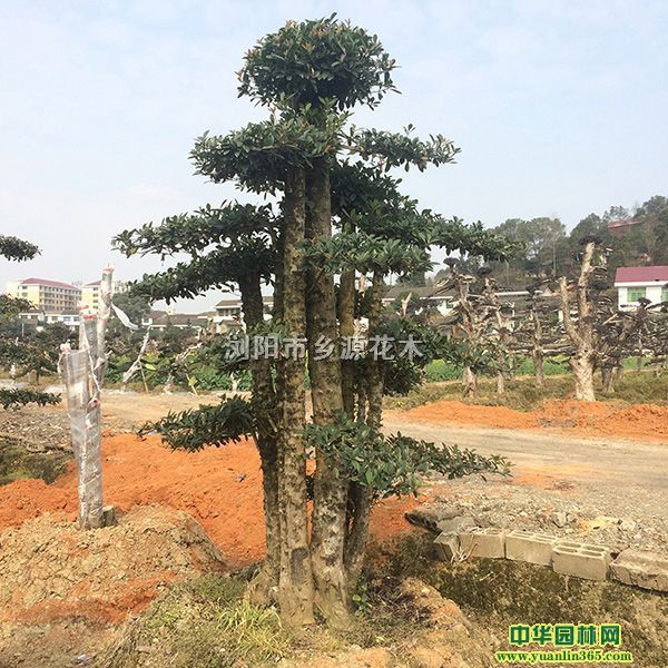 ͙ľʯ骙ľˮt仨ǧtͼt^ľŮؑ