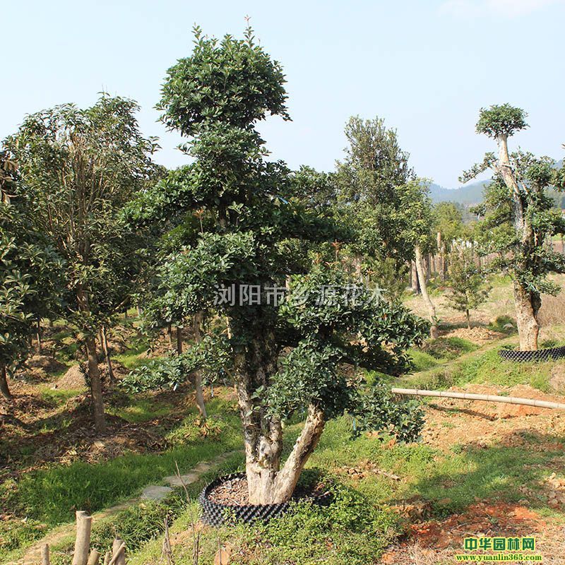 ŘԾƷ͙ľʯ骡ܘ䡢ͼt^ľŮؑl