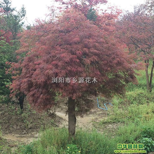 Ʒ޽tձtuצʡtëޱtľ