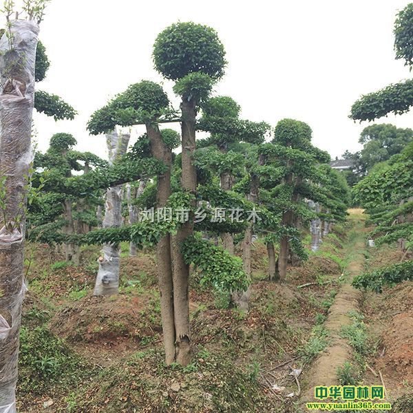 1830С~Ůؑͼt^ľtľ͙ľʯ