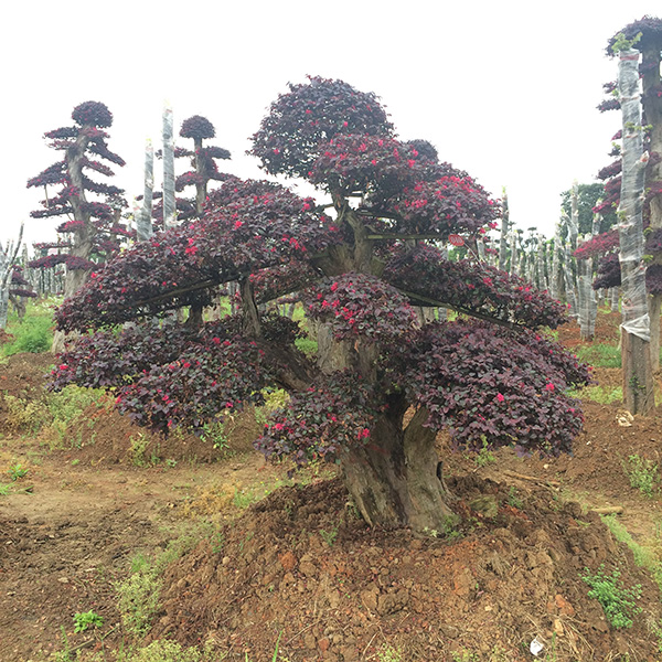 ͼtľС~Ů͙ؑľʯ骡ͶӢܘ