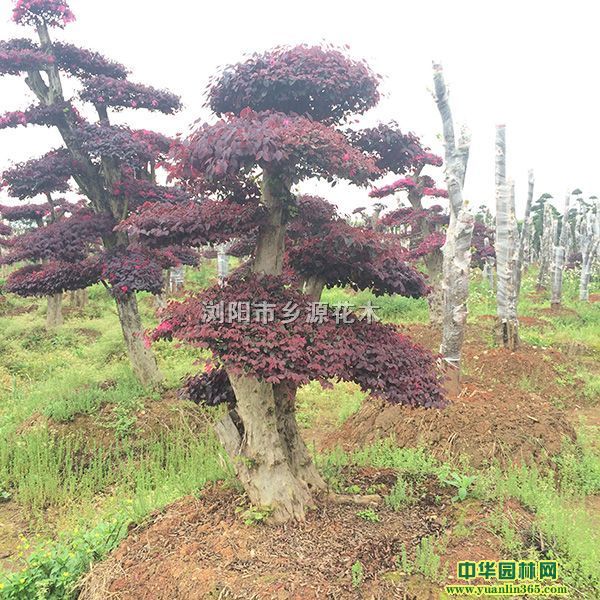 ŘͼtľИ_hɡ͙ľʯ骡ͼt^ľ