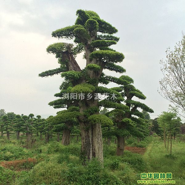 40ܘŘ䡢С~Ůؑ_hɡ͙ľʯ