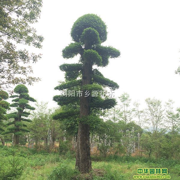 ʹܘ׏30ͼtľ͙ľʯ骡޼