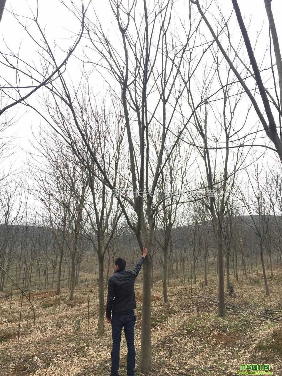 NҎ(gu)Sɽ䡢SɽrSɽr