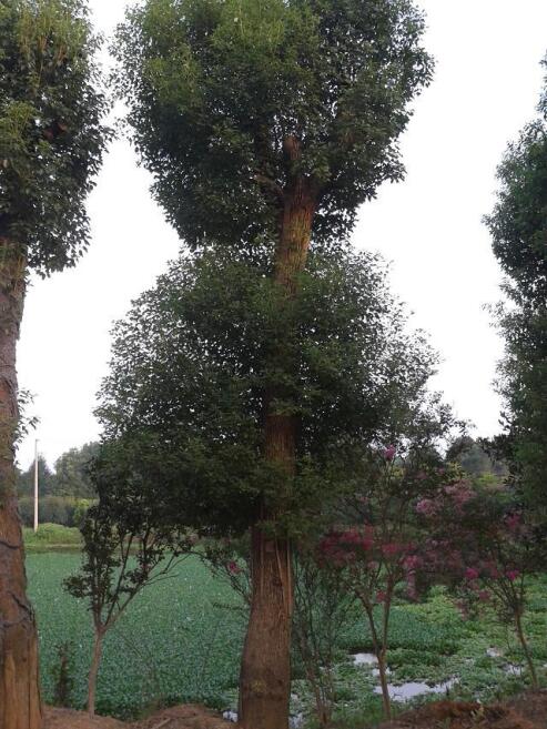 ϴе䡢؏45-55-60-80