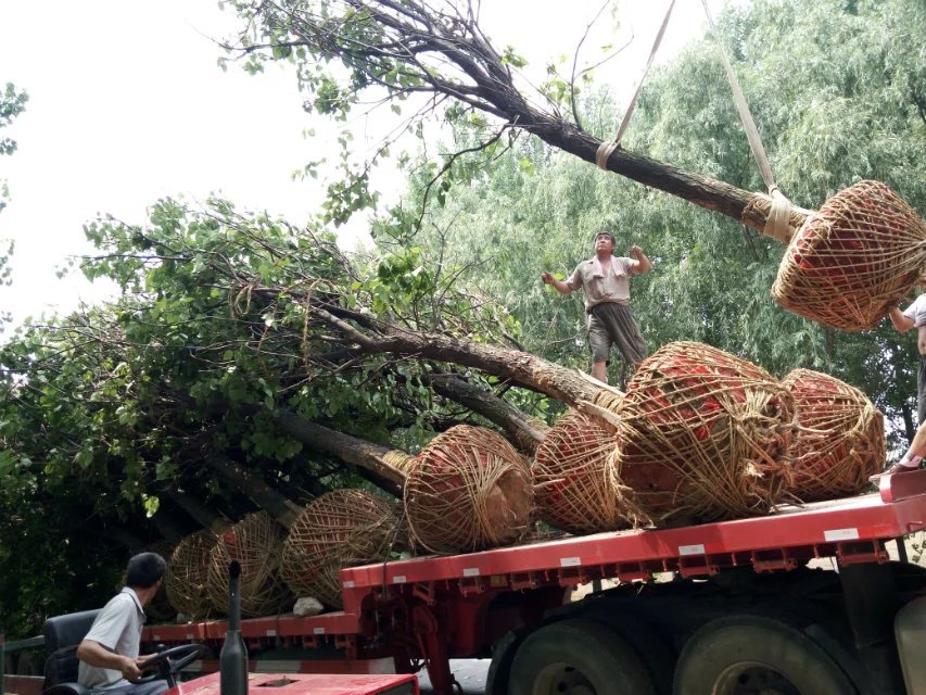 鱘硢ءz鱘С硢ɽ|鱘