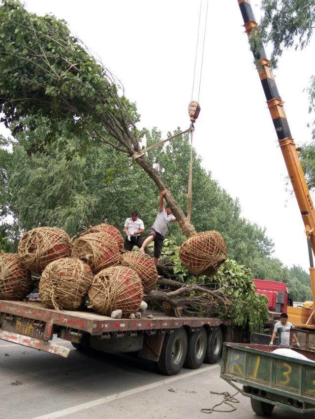 鱘硢鱘䡢鱘ؽz鱡ܿ鱘