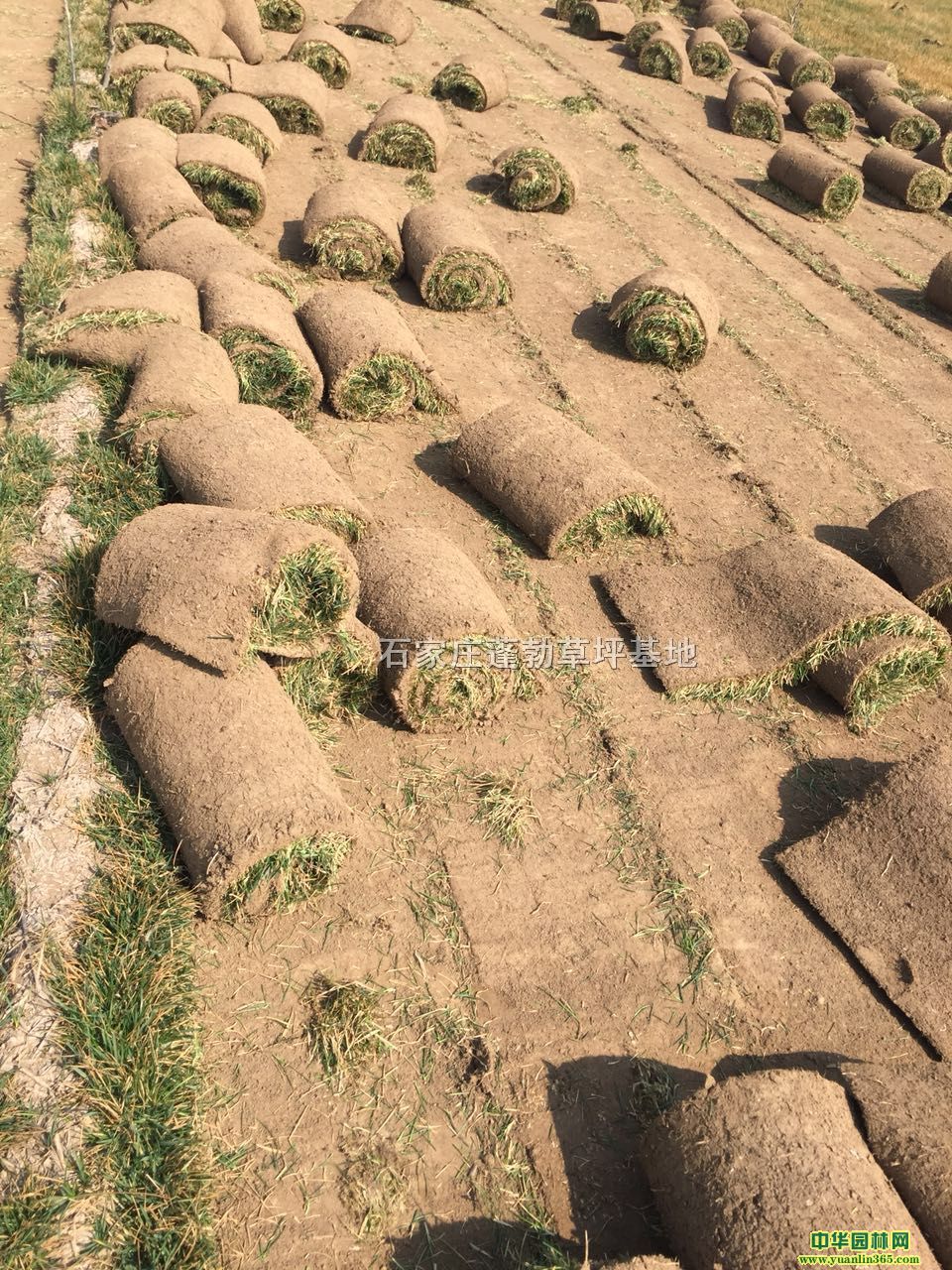 石家莊蓬勃草坪基地