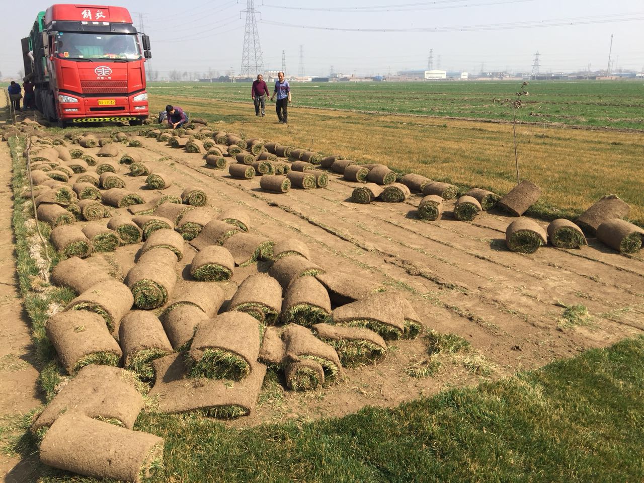 石家莊蓬勃草坪基地