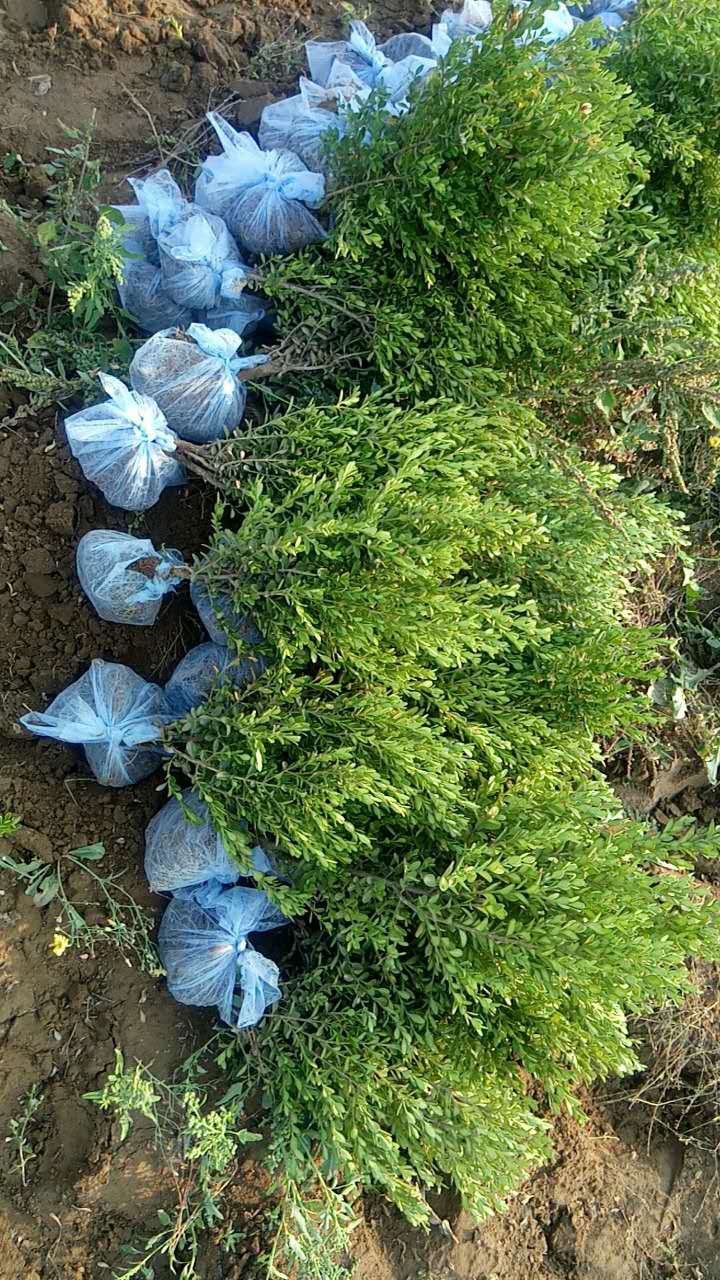 定州豪達(dá)園林