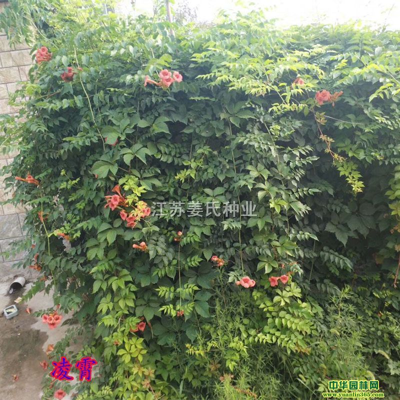 ֲ١١ɽ~\~\١Nޱ