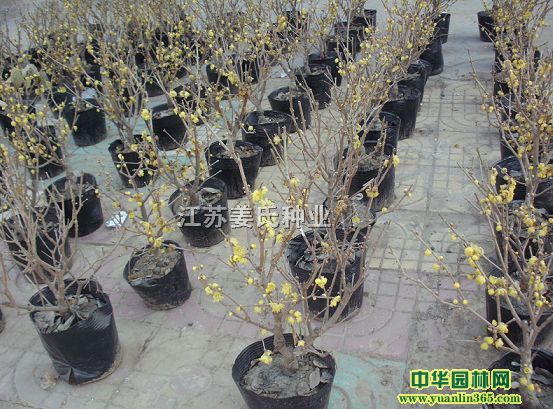 D÷D÷Ϙ䘶D÷D÷䘶D÷辰