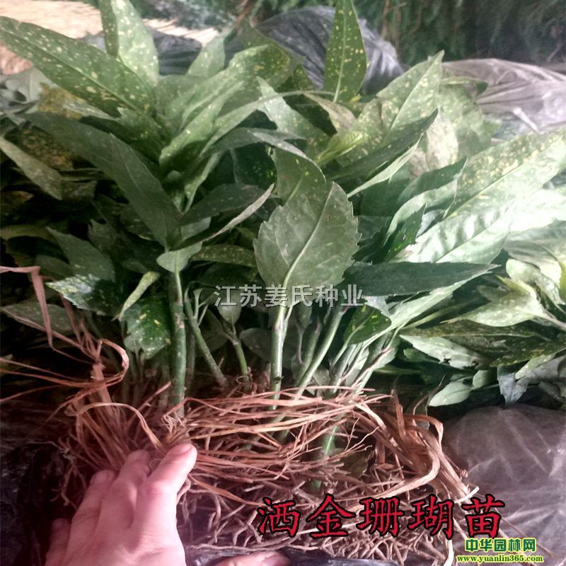 ɺ繤dӻt^ľɭŮؑ~Ůؑ纣ͩ