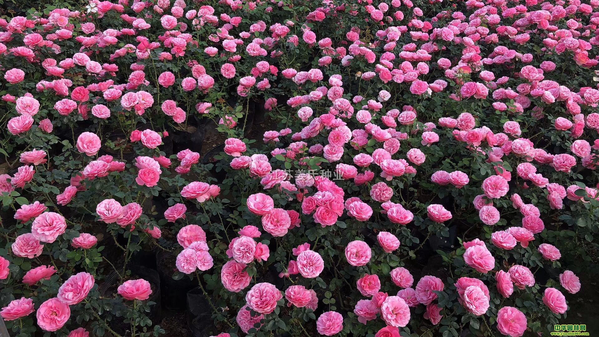 (yng)ƷN¼ļõ¼¼䘶¼W¼ٱ¼