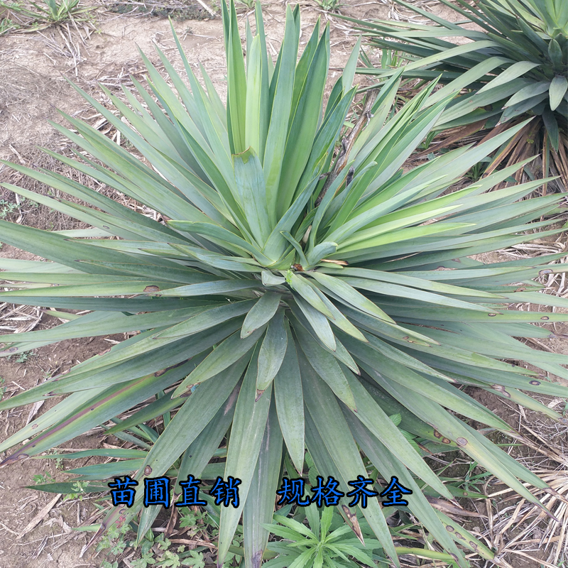 PβmPβzm}鄦齭KwֱNҎ(gu)