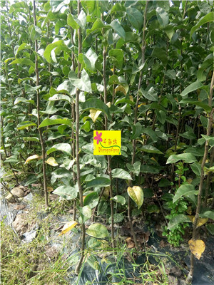 ޽硢\CSҼ޽硢o硢硢ë硢