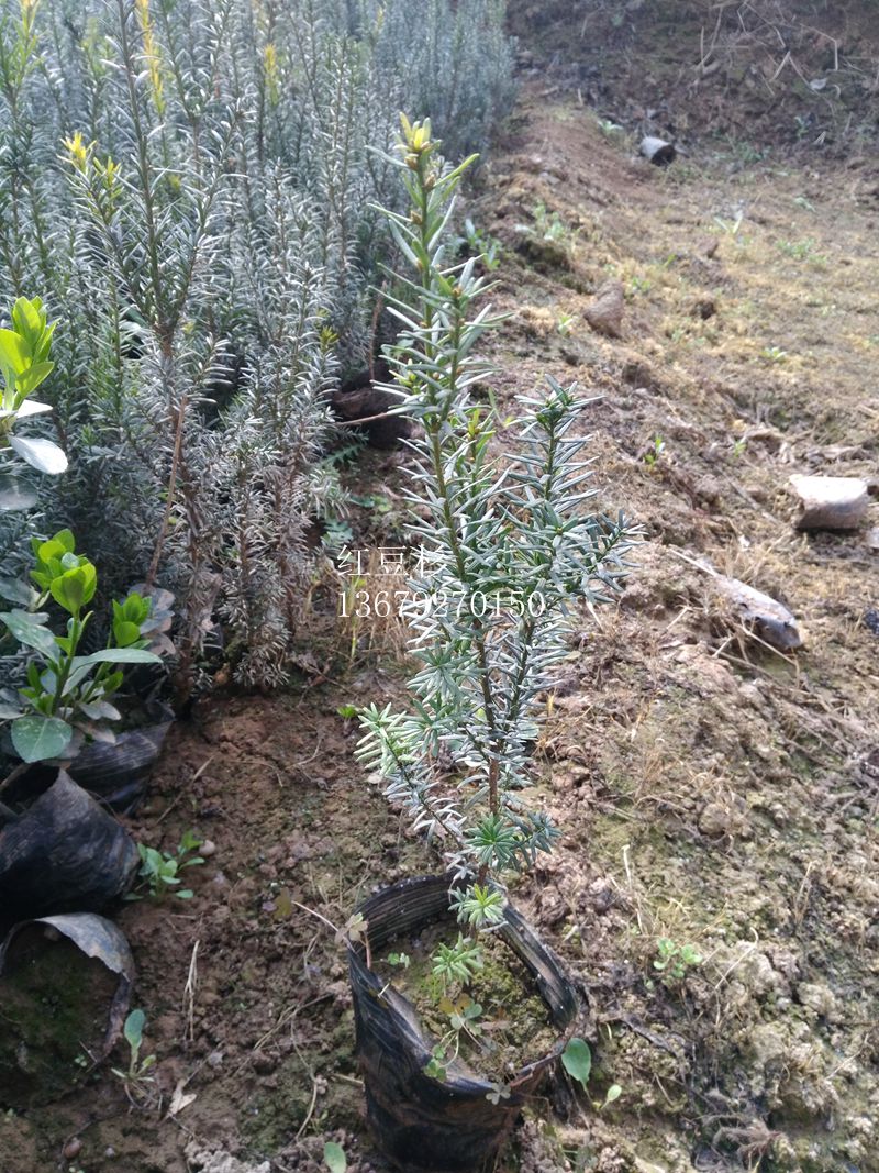 tɼ@tɼr(ji)@tɼС(bo)r(ji)@tɼ