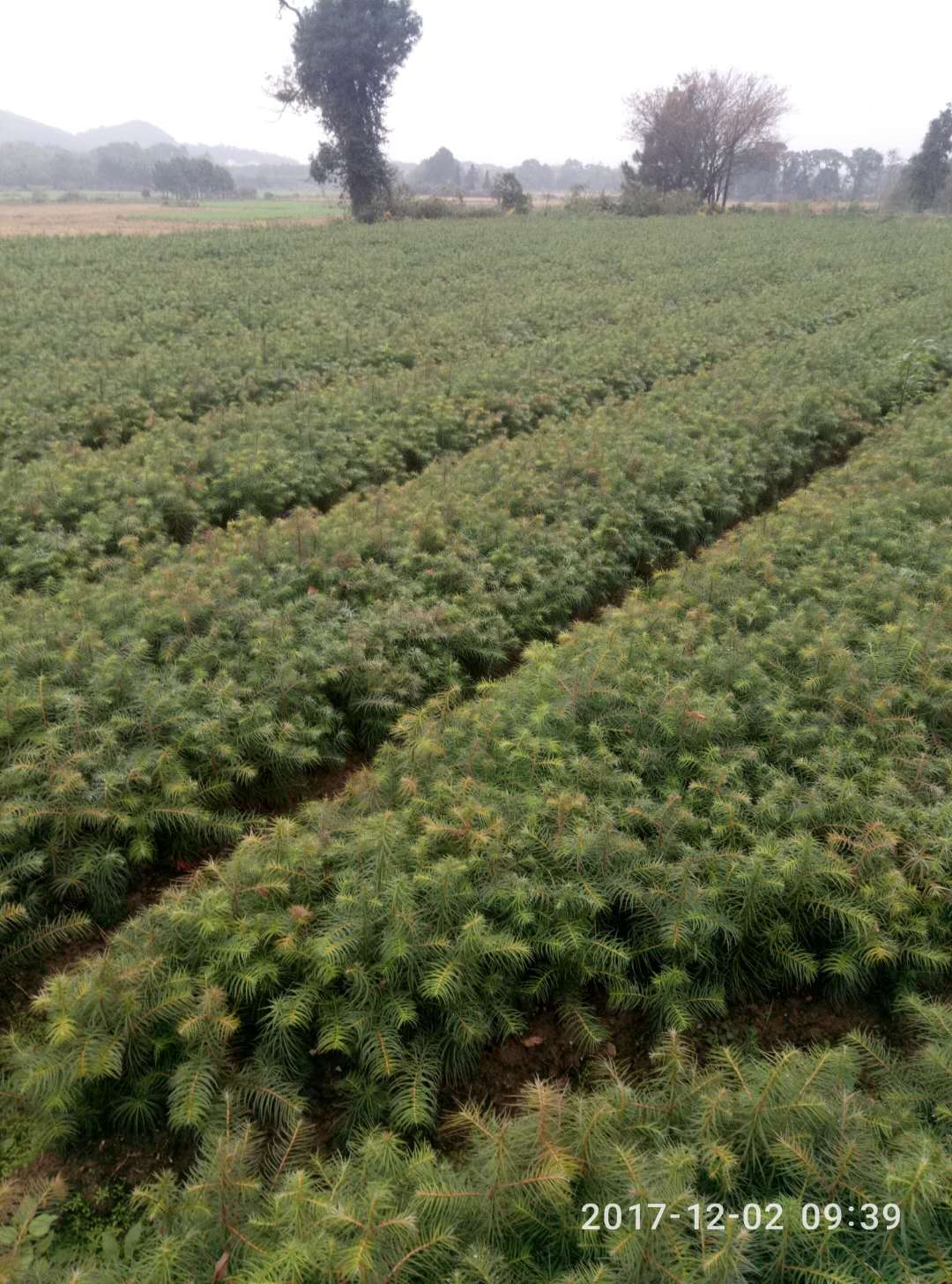 ɼɼtɼɽtɼɼ