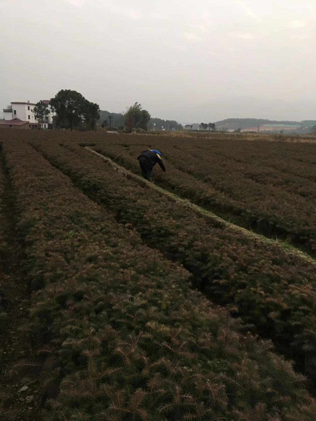 (yng)ɼ硢ɼ硢tɼɽtɼɼ