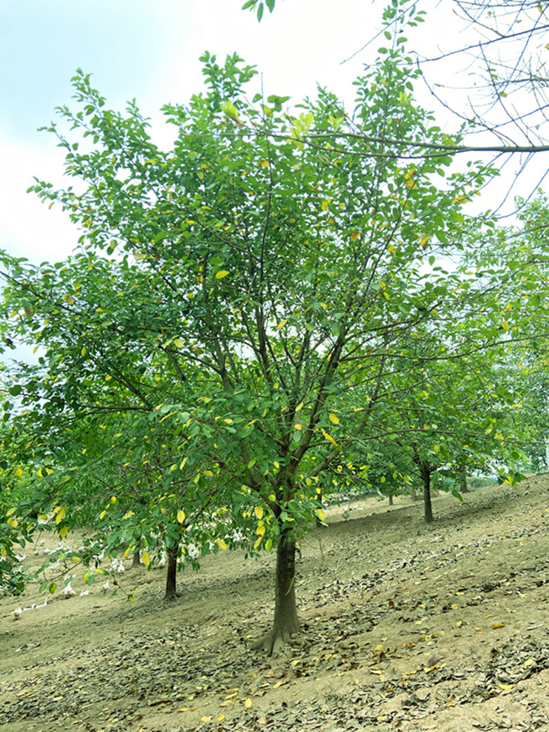 S䡢̓r(ji)5-80S䡢ĴoS