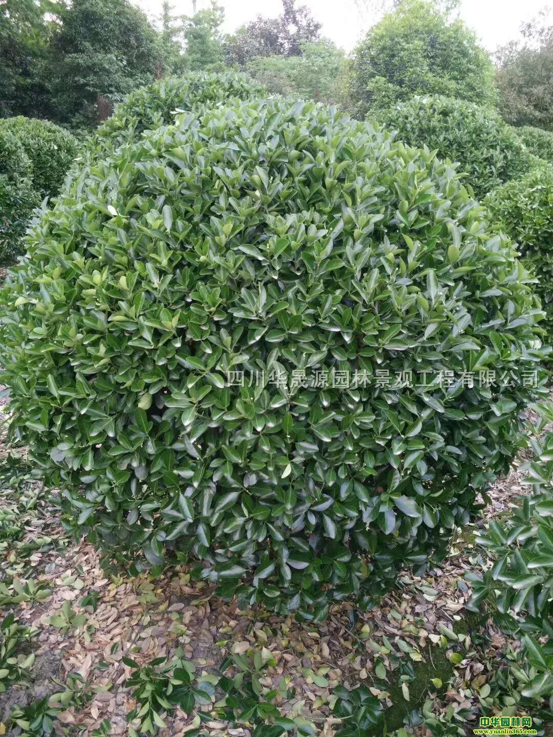 ~S򡢼t^ľ򡢼t~ʯ򡢶NǧӽNľ