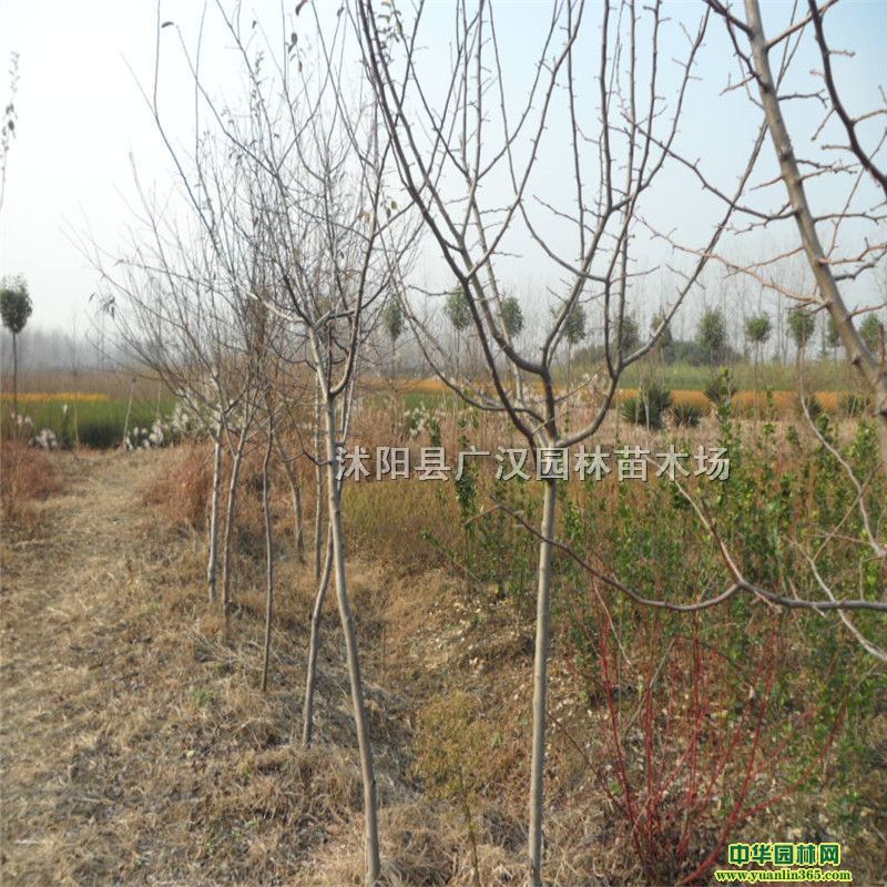 ľϡľС硢ľ硢ľϘ