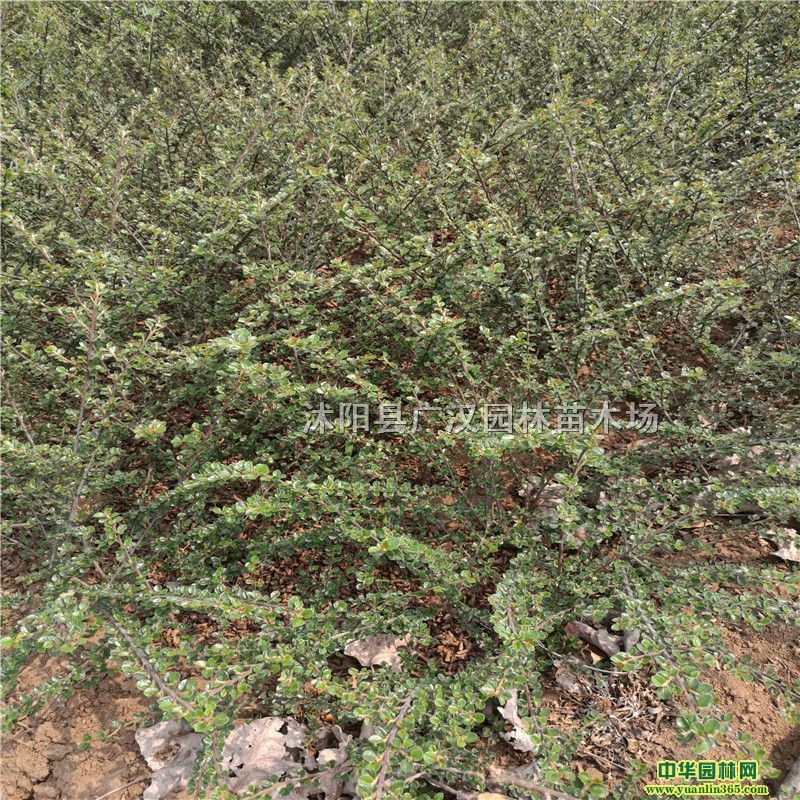 ƽ֦ƽ֦Сƽ֦ӹ