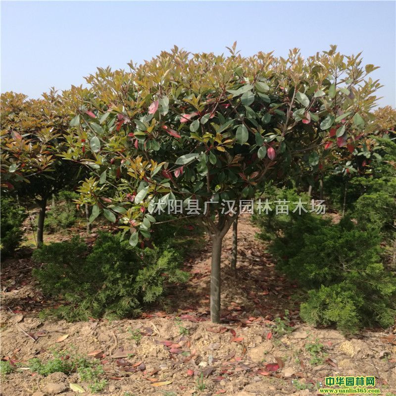 ߗUʯԻؽK؄eߗUʯ骬F璁