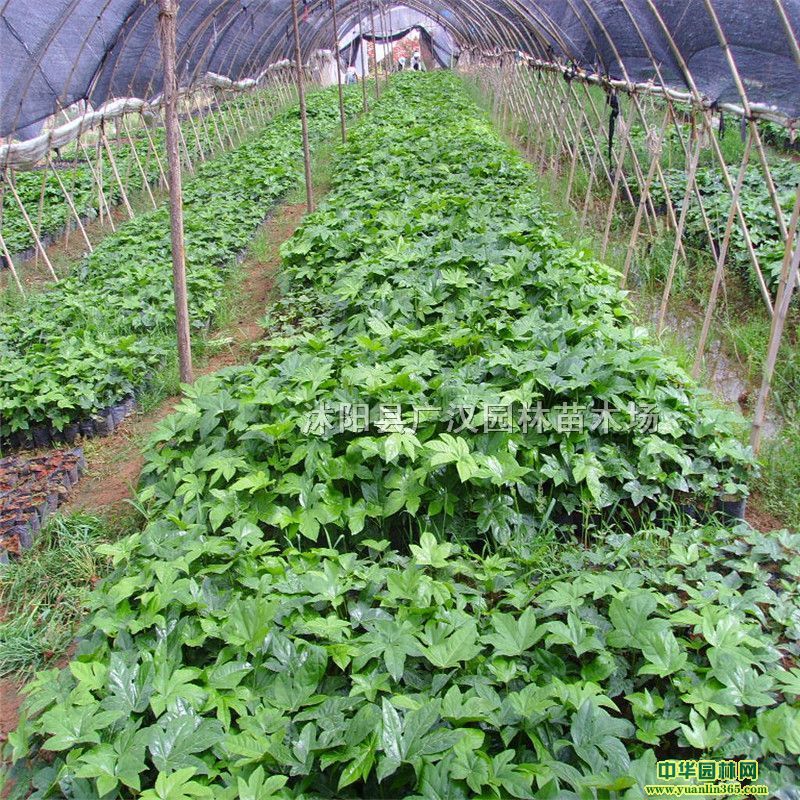 ˽ǽP˽PСС^~ֲ҃ļ@־Gľ