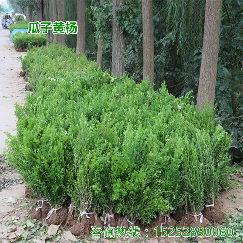 SëС~SëԮaľֱNͺֲ