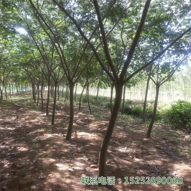 ϚgϚg䡢q䡢GľͥԺ@Gֲ