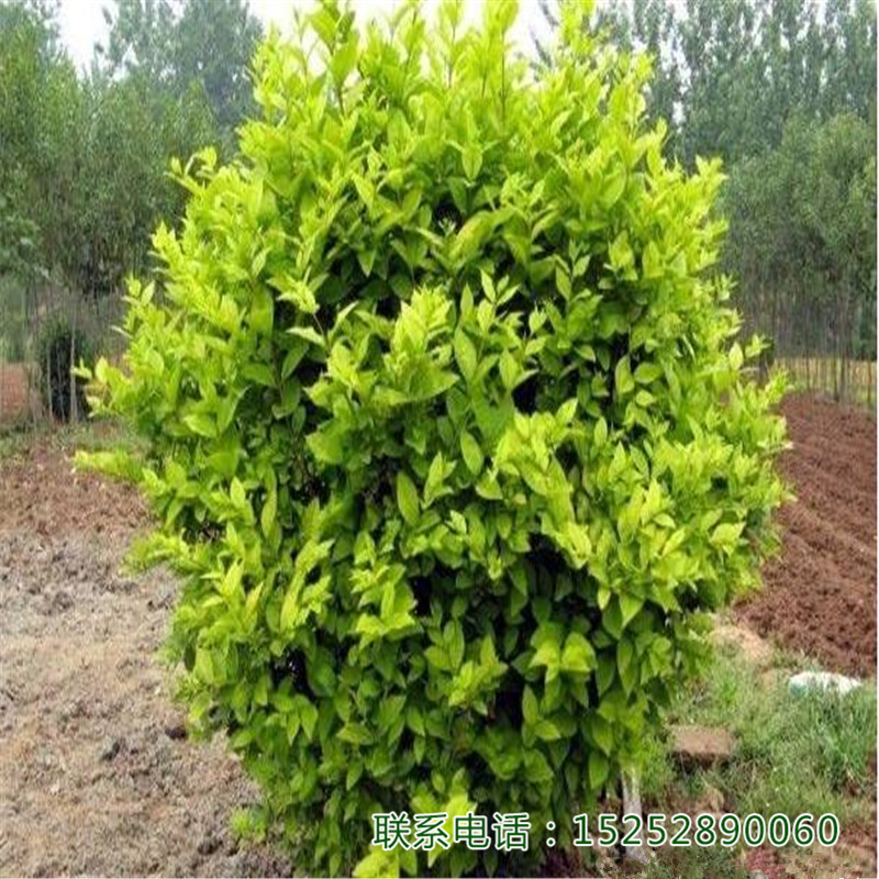 S~ŮؑS~ŮؑС硢ɫľ@־G̾GͥԺGֲ