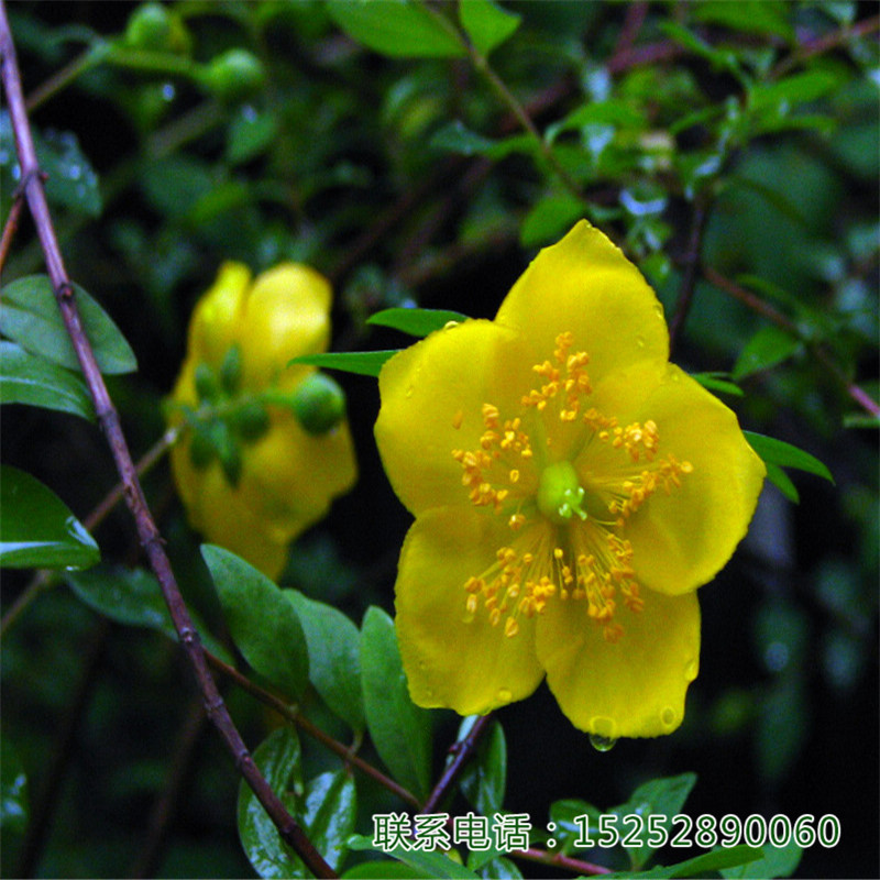 z÷÷÷÷С硢@־GͥԺGֲ@^