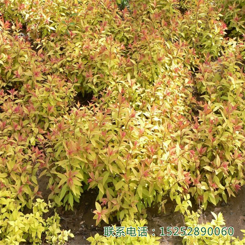 CաջС硢Gľ̾G@־G