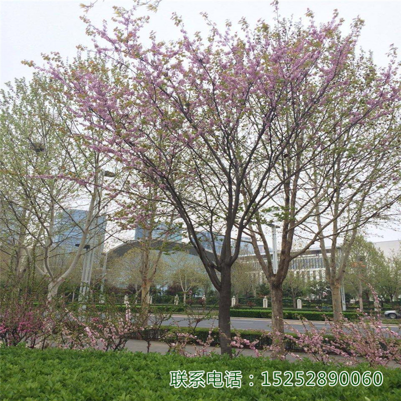 GGС硢G硢@־GͥԺ^@С^Gľ