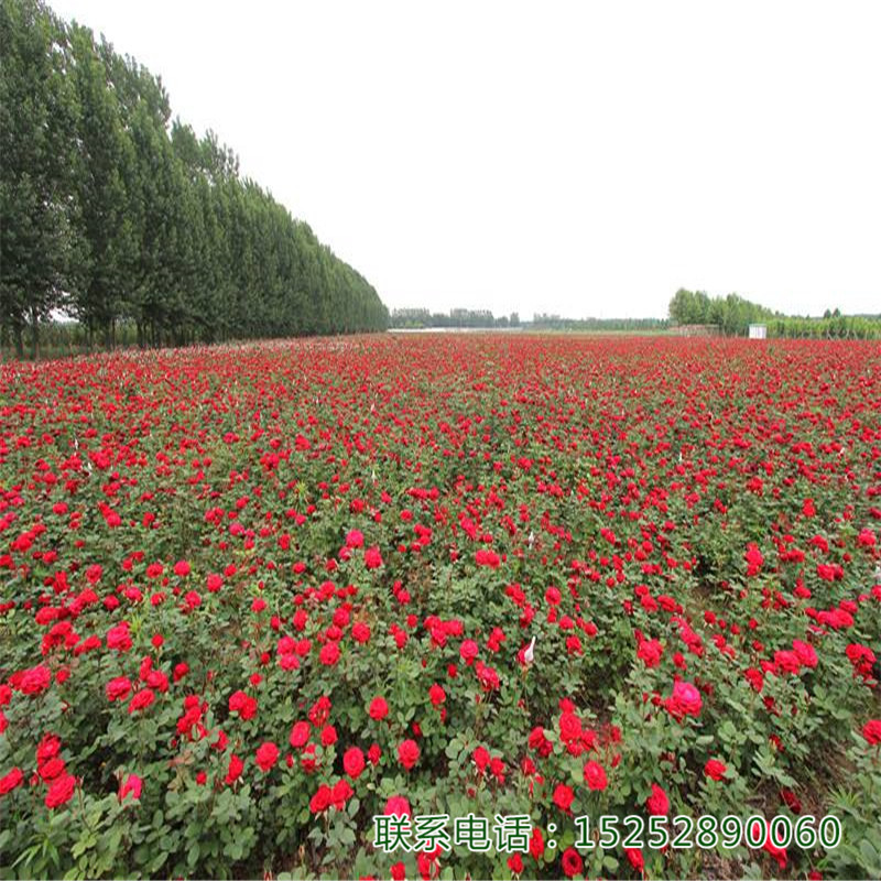 õõСõ廨Gֲ҃(ni)ԡͥԺС^(q)ֵG