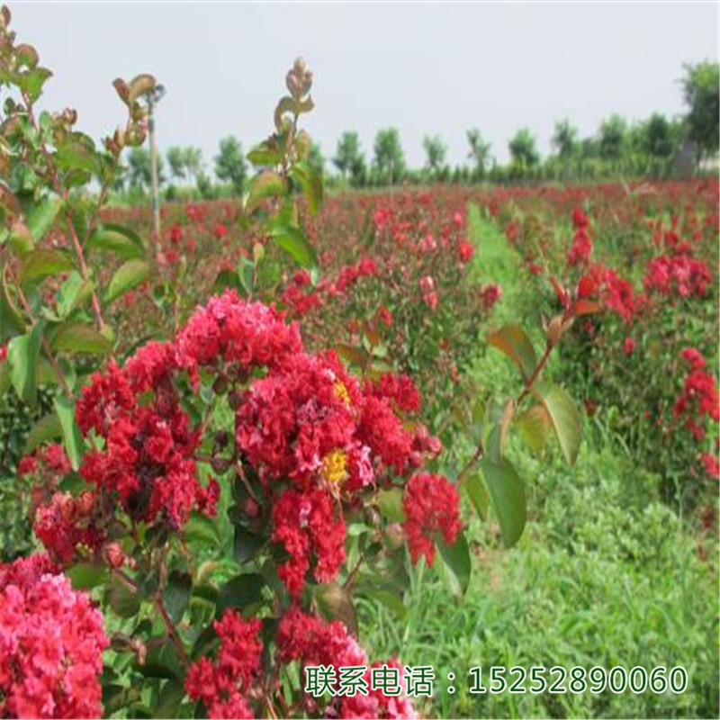 ޱtޱtޱ·ͥ@еØ@쾰