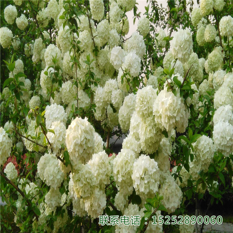 ľCСɻꖻͥԺGN@־Gľ^pN