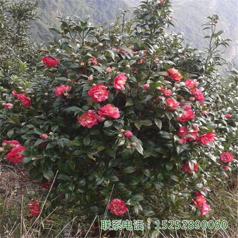 ͶСɽ軨_СļL@־G@־^ľ