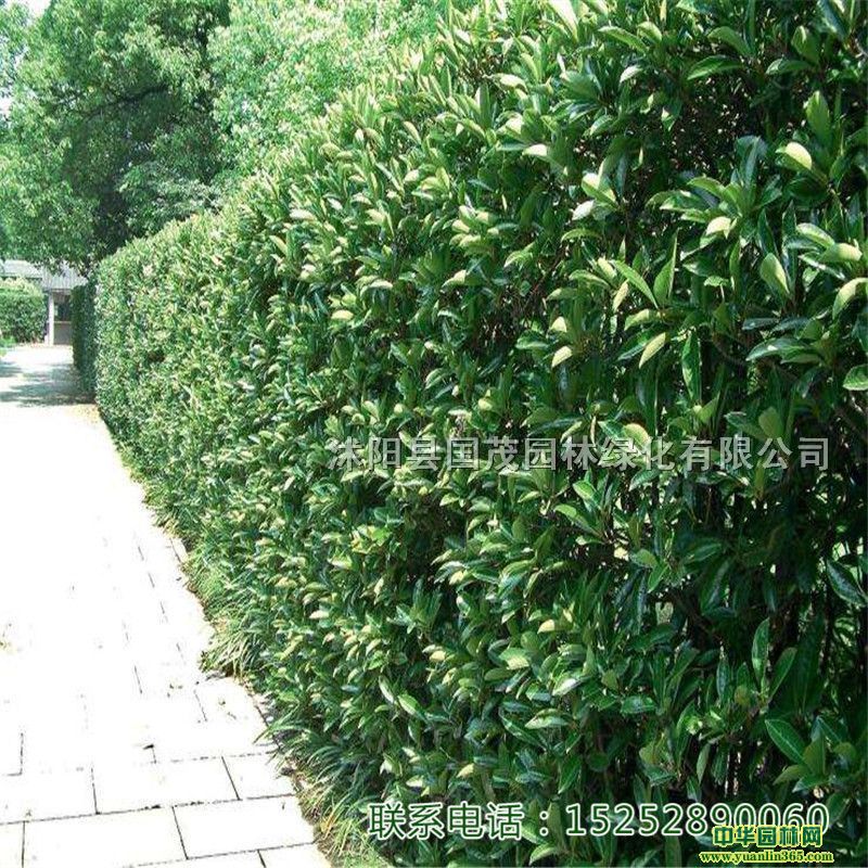 ɺ䷨ļGh@ֹ@ͥԺG·xGľ