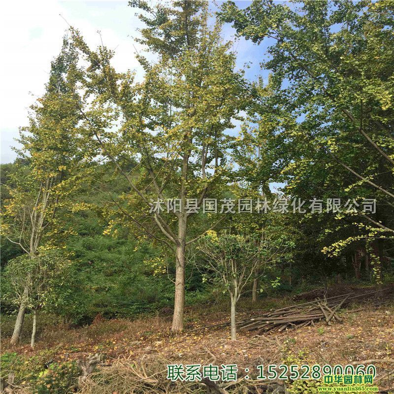 (sh)yӘyСС@־Gľе^~ͥԺ·^