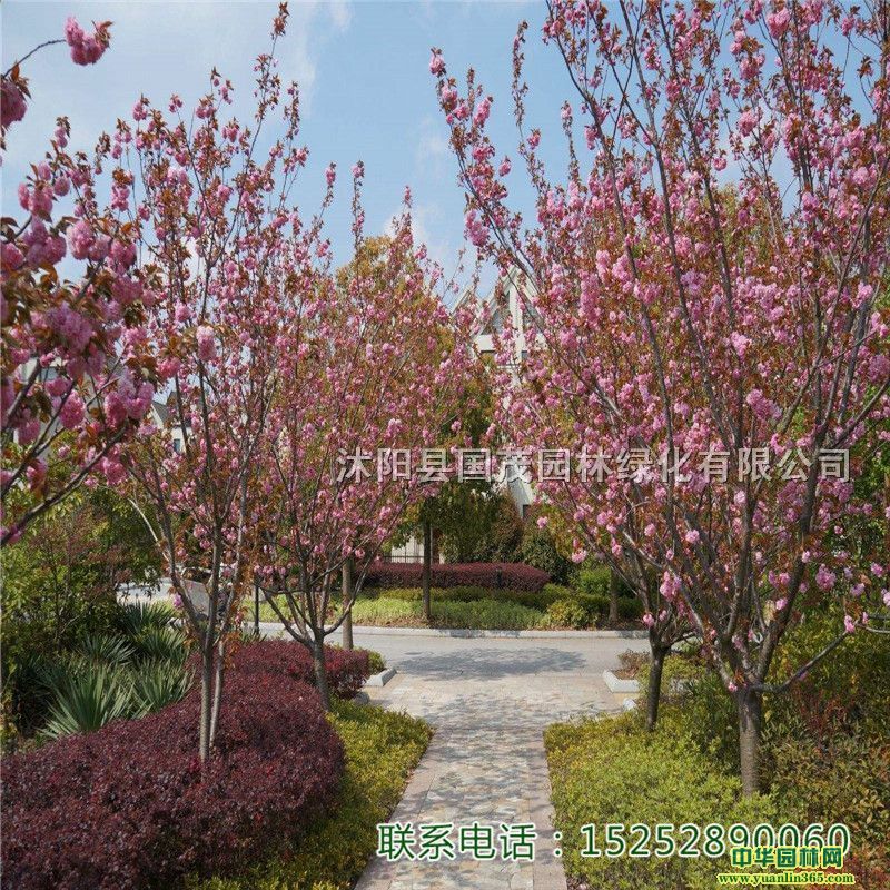 ѻСѻ^NͥԺ@ֵGľеGh辰