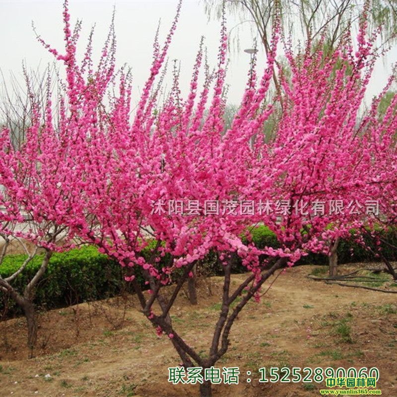 ~÷÷СҼt@ֵֽ·߅G^NͥԺ@^b