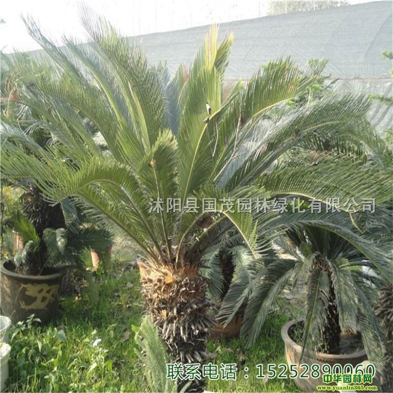 ؙСͥԺ@С^·߅ļG̾Gľذl؛