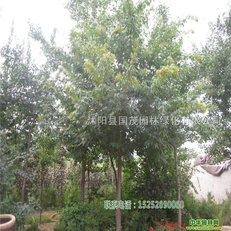 RССԴٳлͥ@^С^·߅Gľ