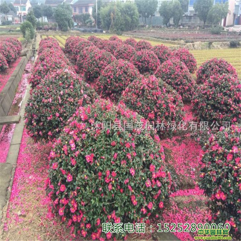 ÷С÷^й@GͥԺС^ֵ·G