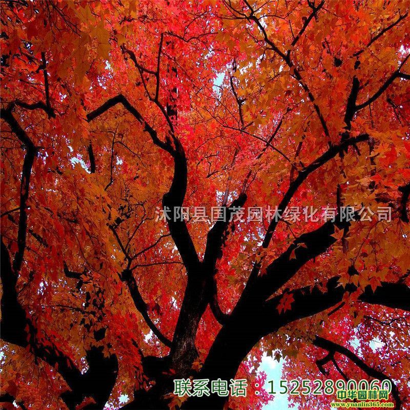 ذl(f)؛ꖻxҎ(gu)Сͥa@־G