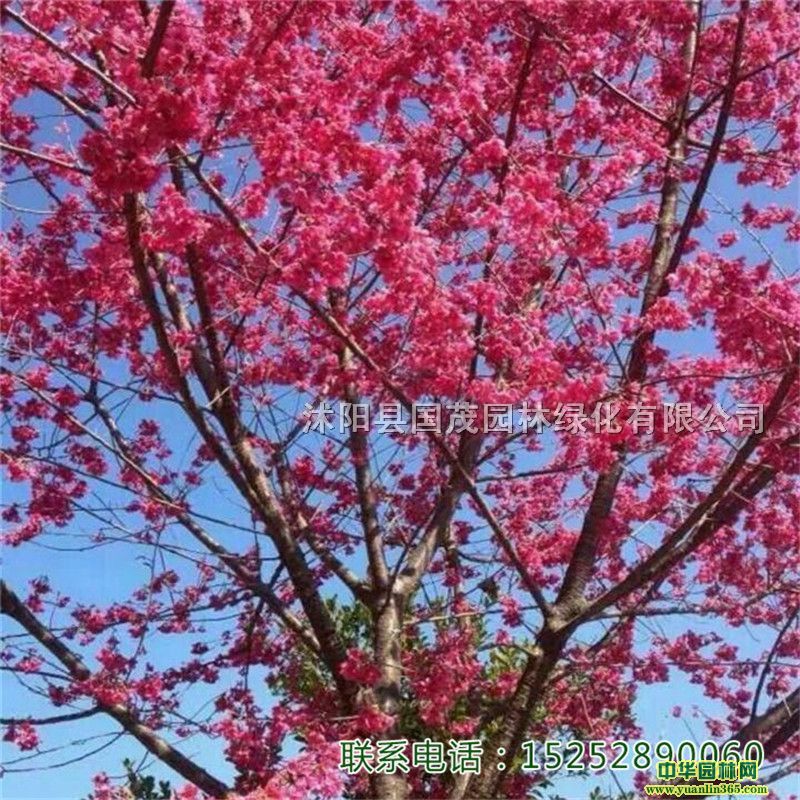 ɽѻ犻ҙѻذl(f)؛е쾰^pֲ